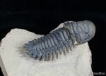 Very Detailed Crotalocephalina Trilobite #3023-3